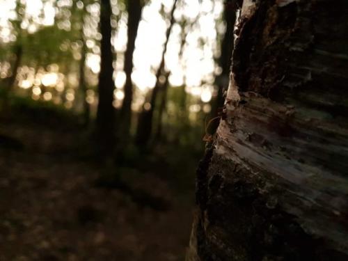 11 stage retraite energetique en foret de broceliande virginie pagnier gerald gemaux psyligne la rochelle jpg