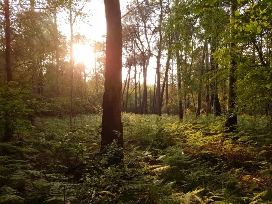 2 stage retraite energetique en foret de broceliande virginie pagnier gerald gemaux psyligne la rochelle