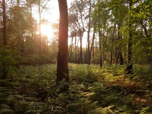 2 stage retraite energetique en foret de broceliande virginie pagnier gerald gemaux psyligne la rochelle